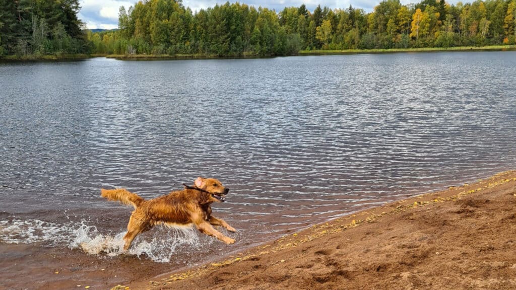 Aksel badar i Orsasjön