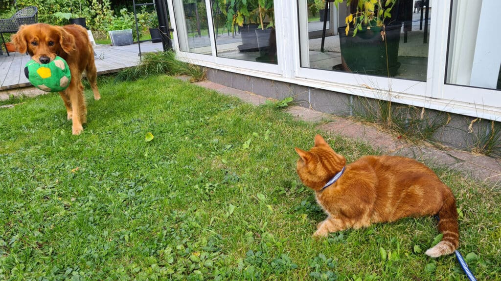 Hunden Aksel och katten Bagheera i trädgården