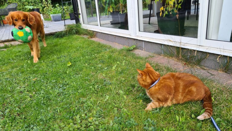 Hunden Aksel och katten Bagheera i trädgården