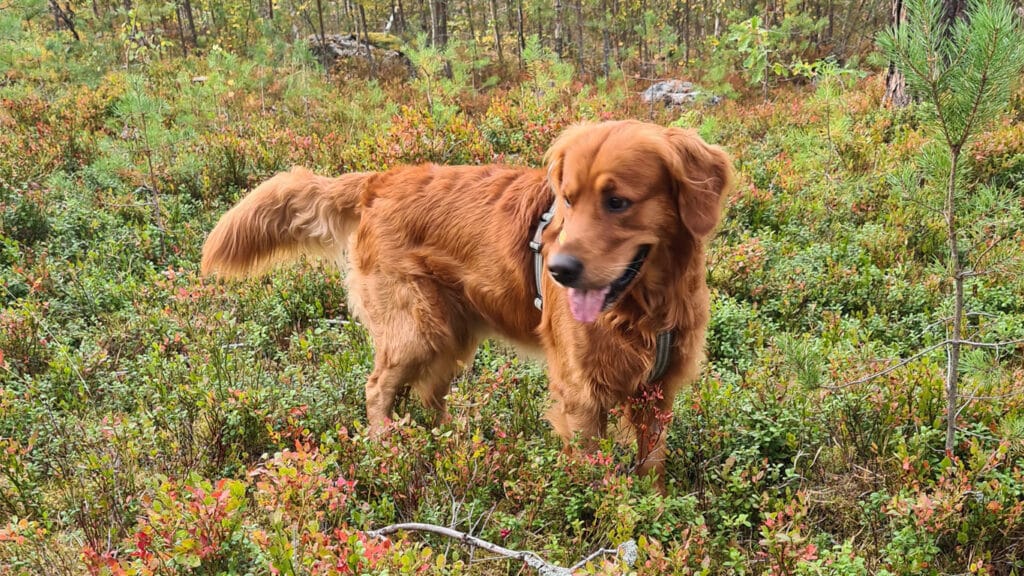 Hunden Aksel i skogen