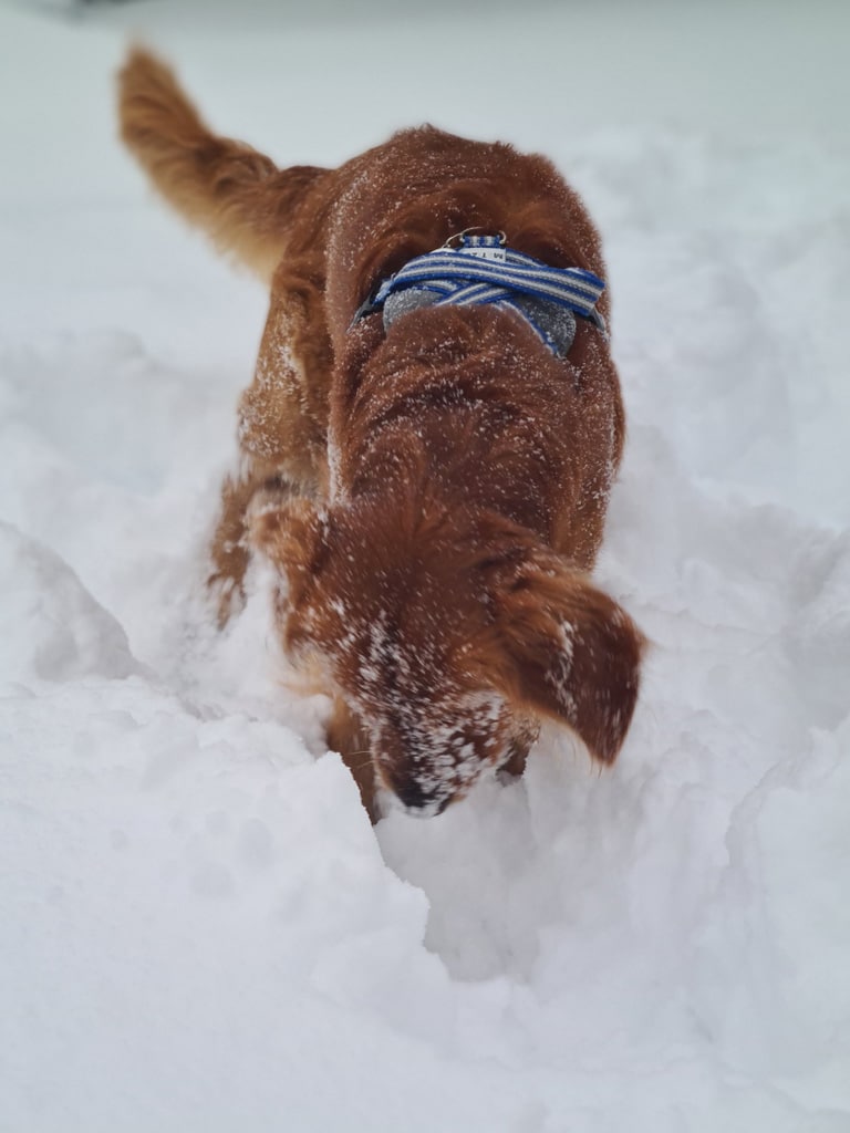 aksel-busar-i-snon-3 Aksel letar efter sin leksak i snön