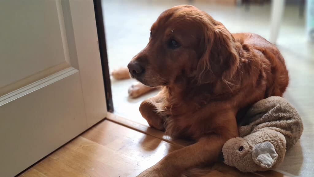 Aksel fyller sju år- grattis