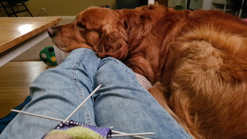 Aksel ligger i mitt knä medan jag stickar