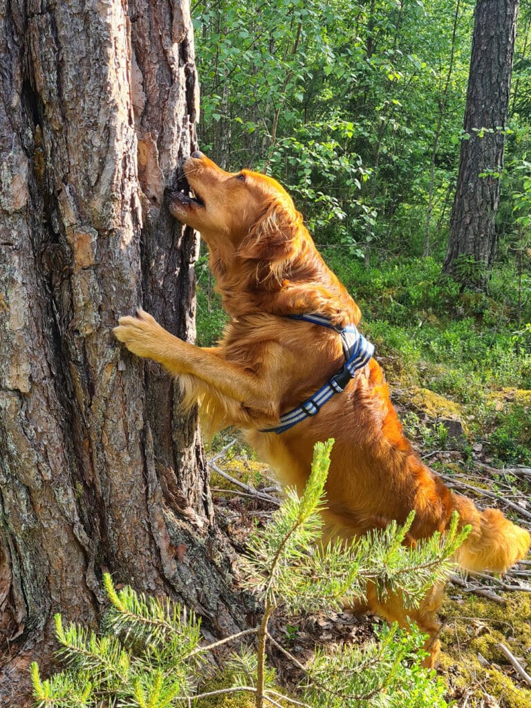 Aksel söker godis i trädets bark