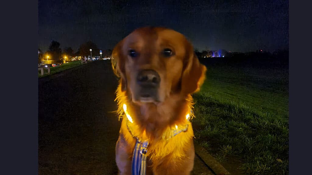 Hunden Aksel med lyshalsband
