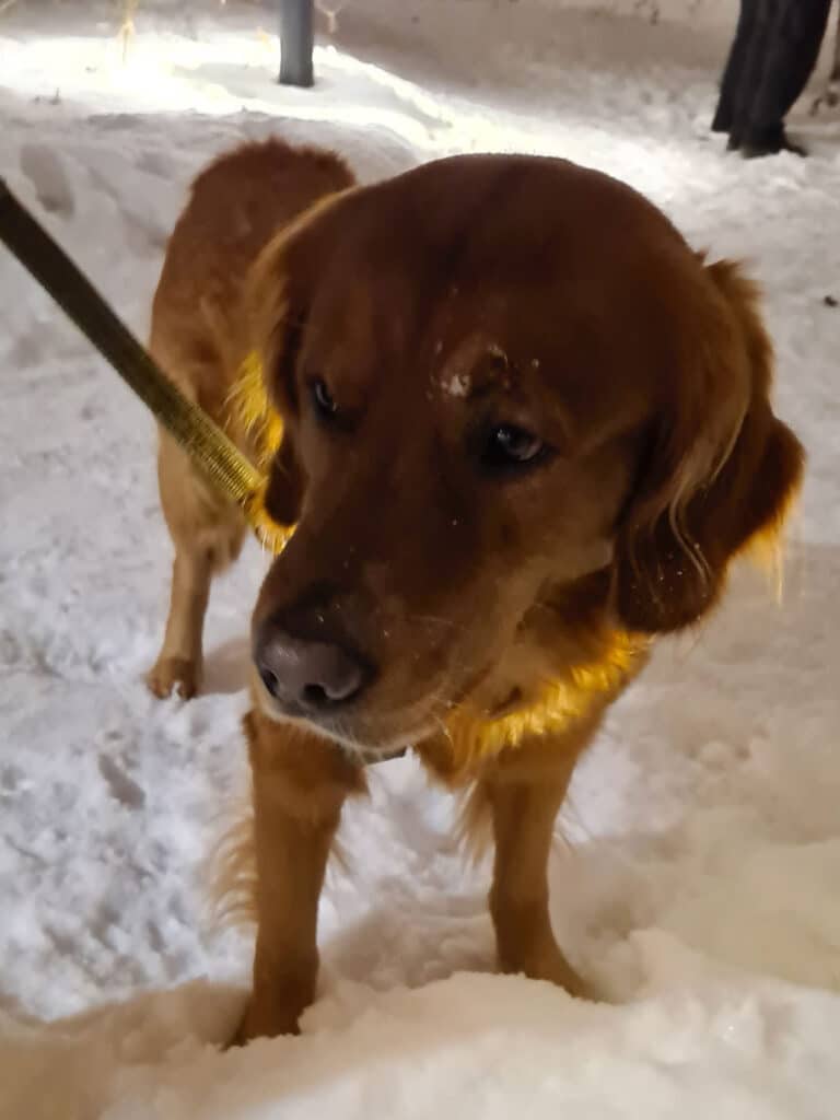 Hunden Aksel står i snön