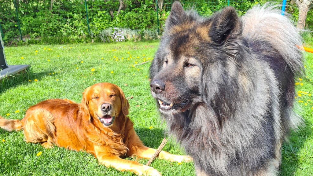 Golden retrievern Aksel och Eurasiern Shanti