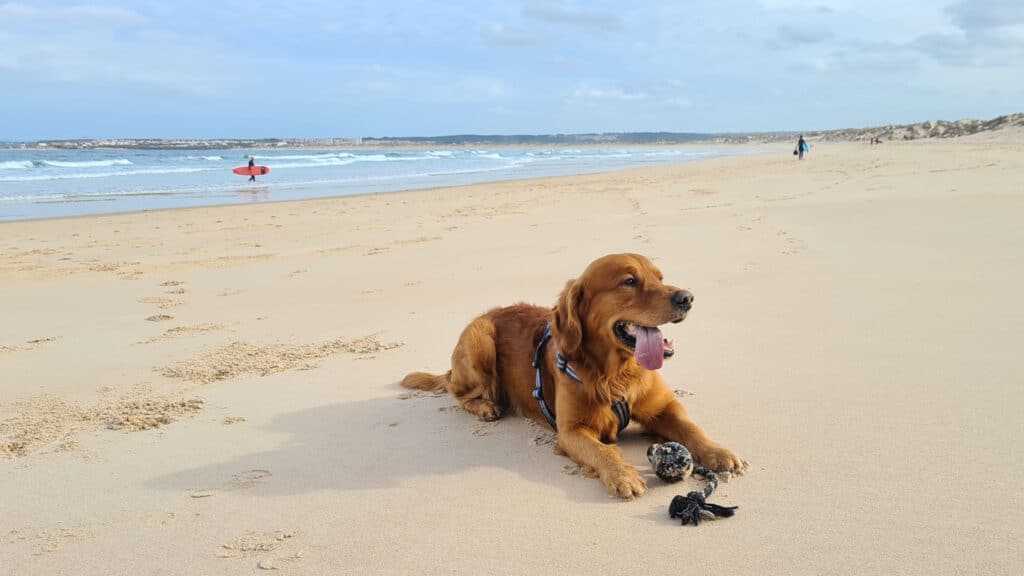 Aksel på stranden i Portugal