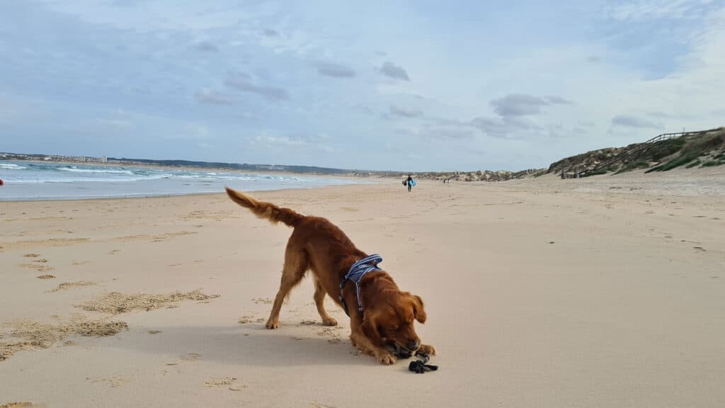 Hunden Aksel busar på stranden i Peniche