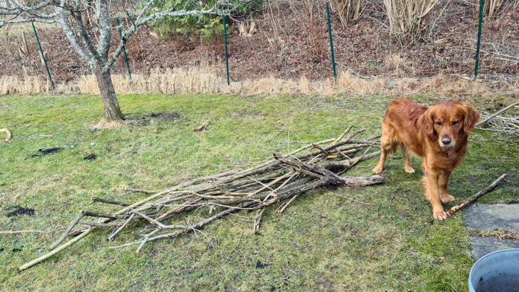 Aksel i trädgården med en hög pinnar