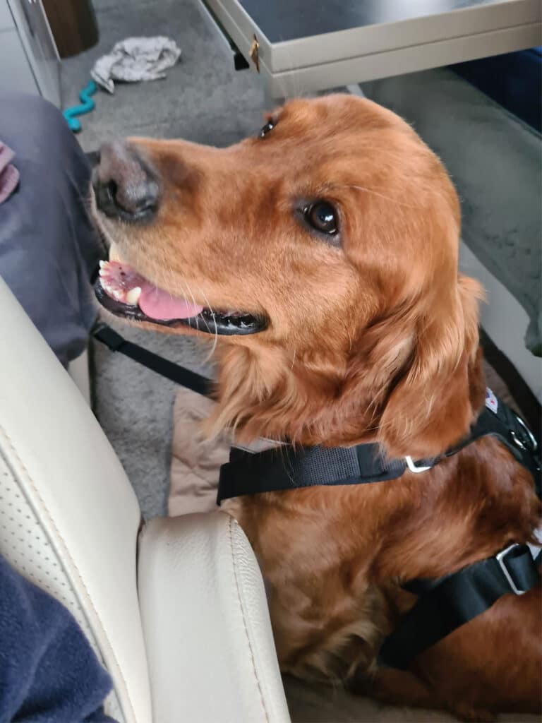 Hunden Aksel sitter i sitt bilbälte i husbilen