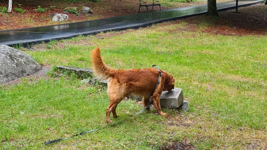 Hunden Aksel söker godis utomhus
