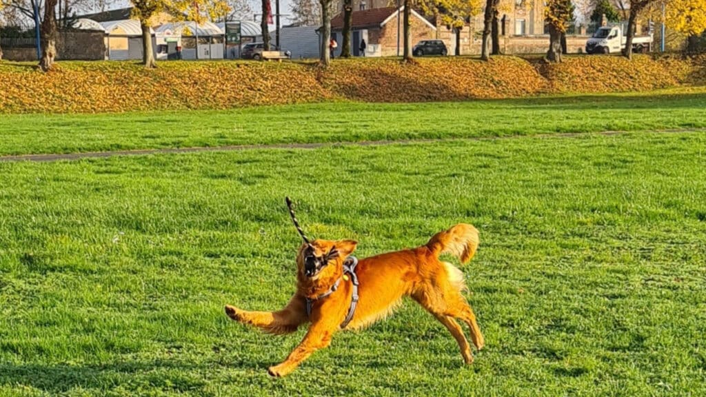 Aksel springer på gräsmatta i Frankrike