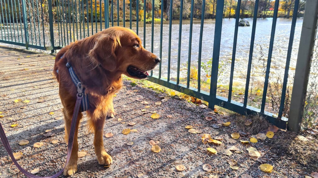 Aksel på promenad vid kanalen i Surahammar