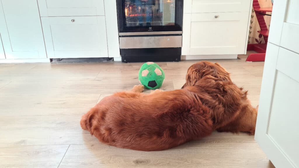 Aksel ligger framför ugnen och väntar på sin blodpudding