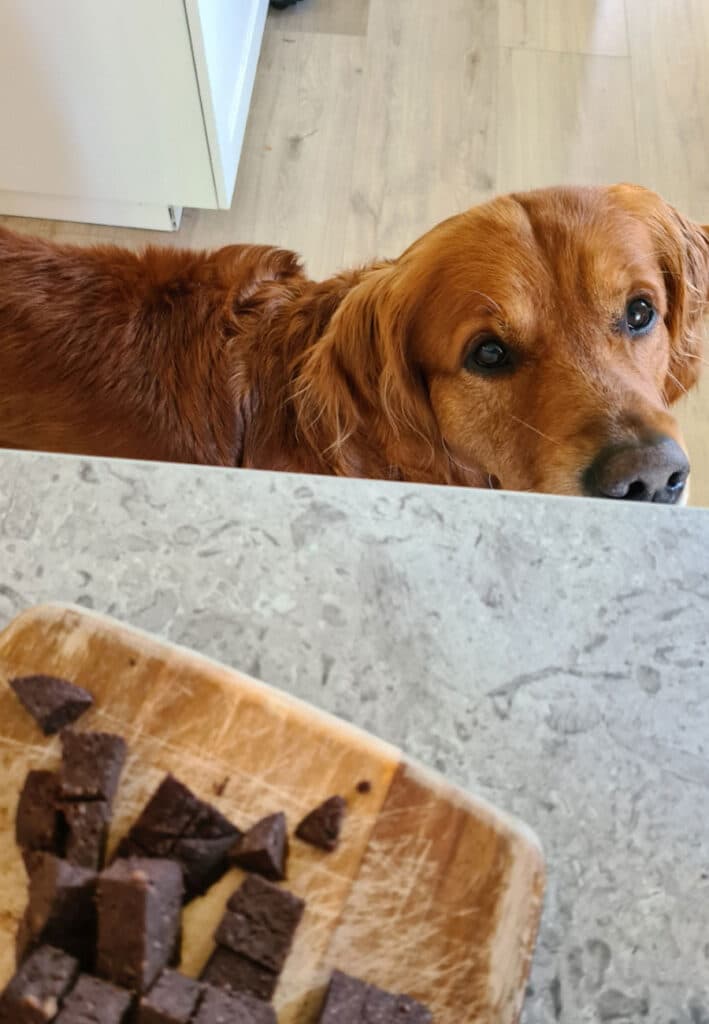 Aksel väntar på blodpuddingen från Magnusson