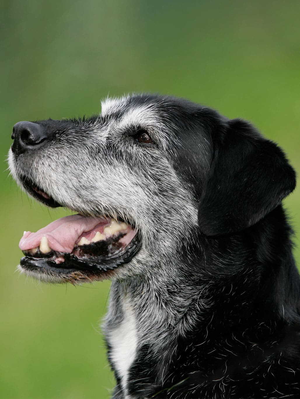 En äldre och gråhårig hund