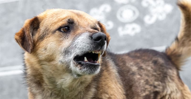 En äldre hund som morrar