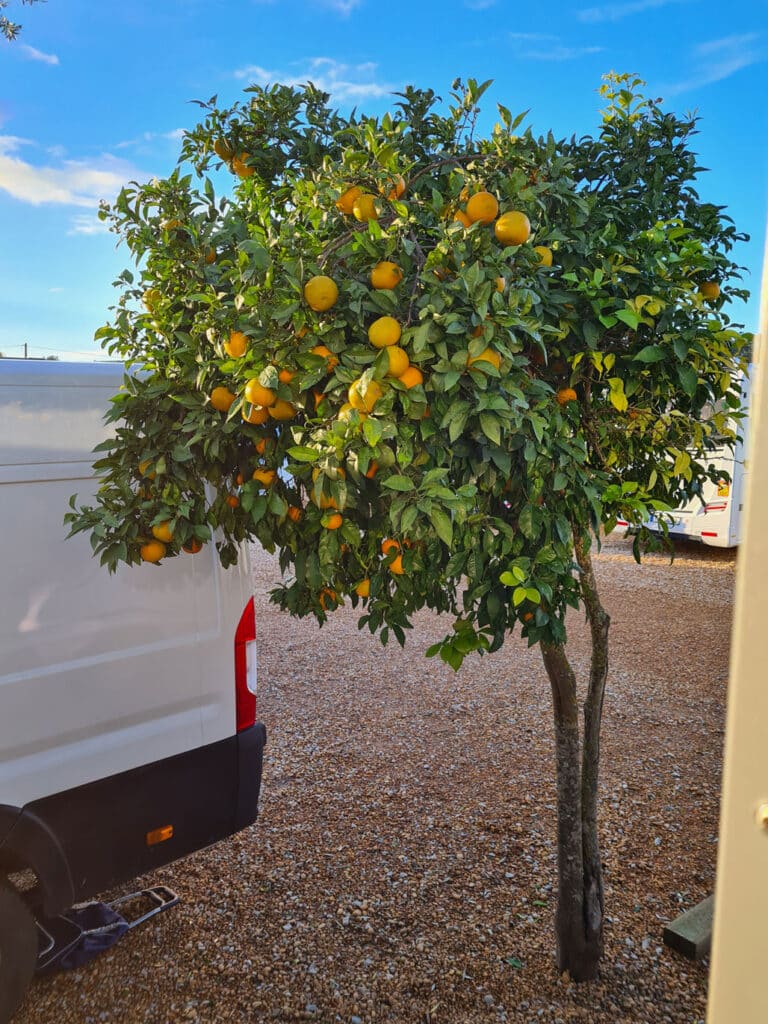 Apelsinträd utanför husbilen