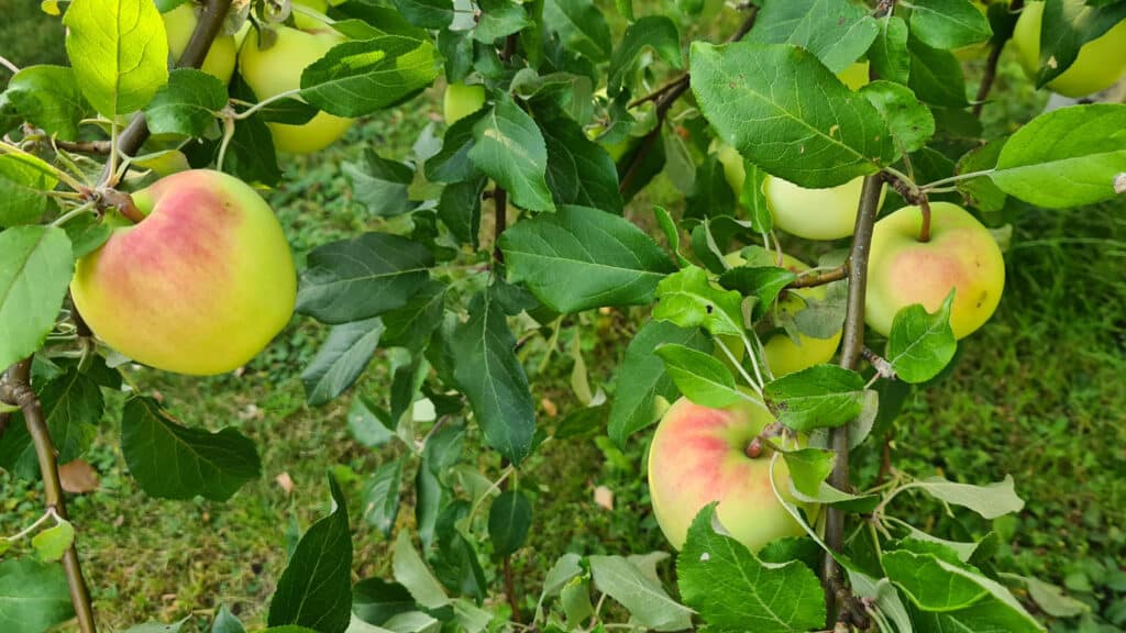 Äpplen sommarfrukt