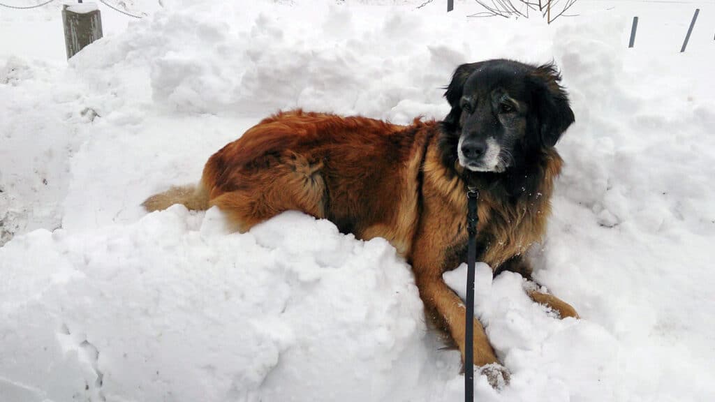 Hunden Astra har hittat en snödriva att ligga i
