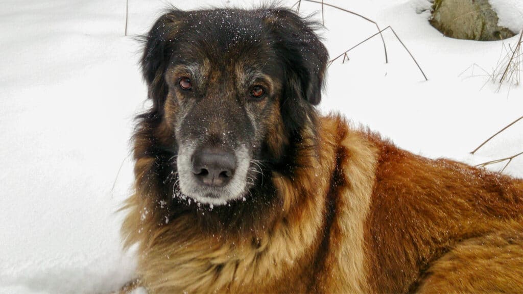 Astra- hund ligger i snön