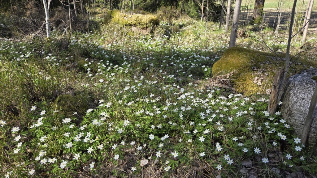Skogsbacke full av vitsippor