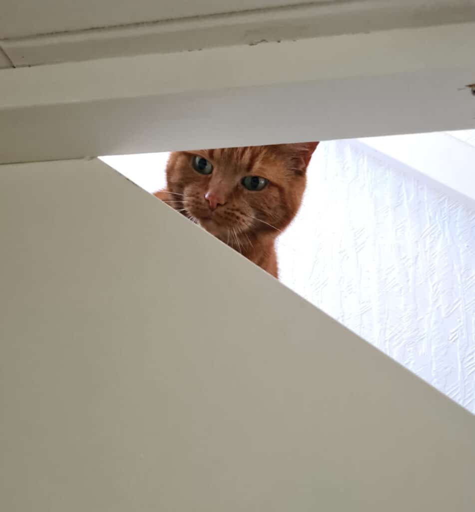 Katten Bagheera sitter i trappan