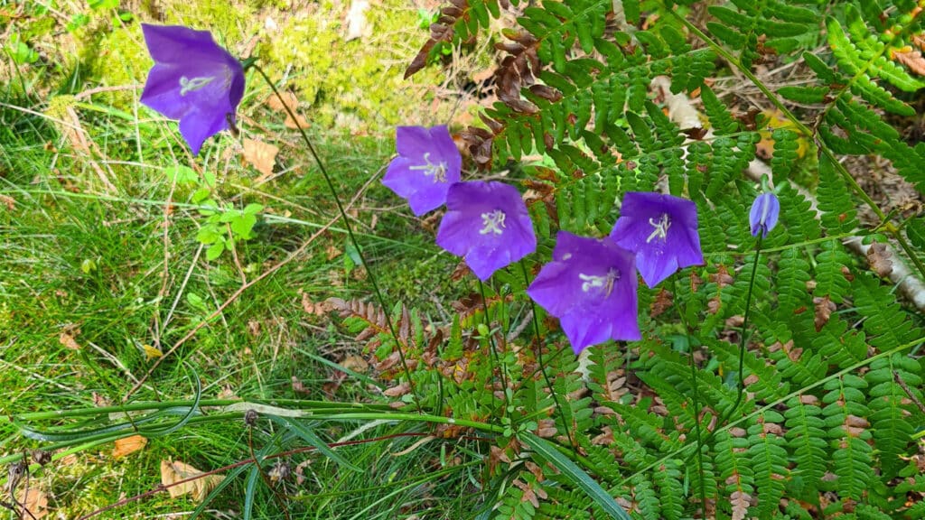 Blåklockor som blommar