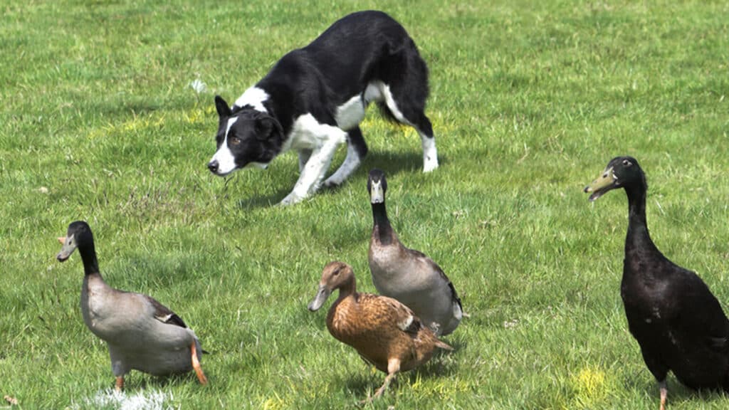 En vallande Border collie