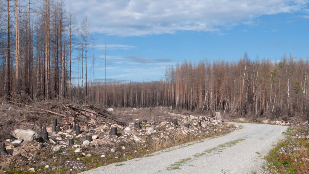 Hälleskogsbrännan 1 år efter branden