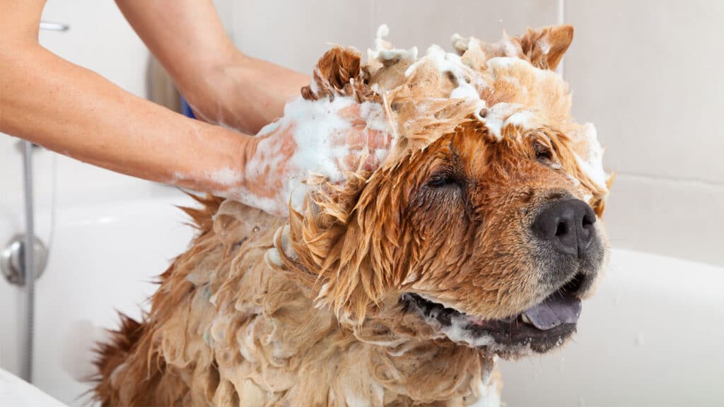 Hund tvättas med hundschampo