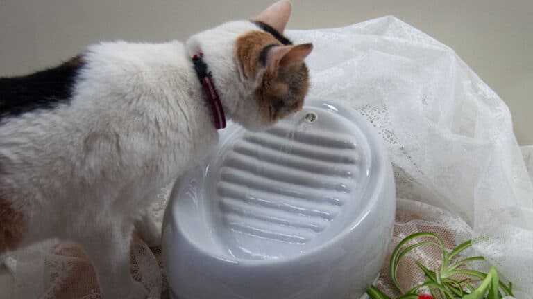 Katten Stina dricker ur vattenfontän