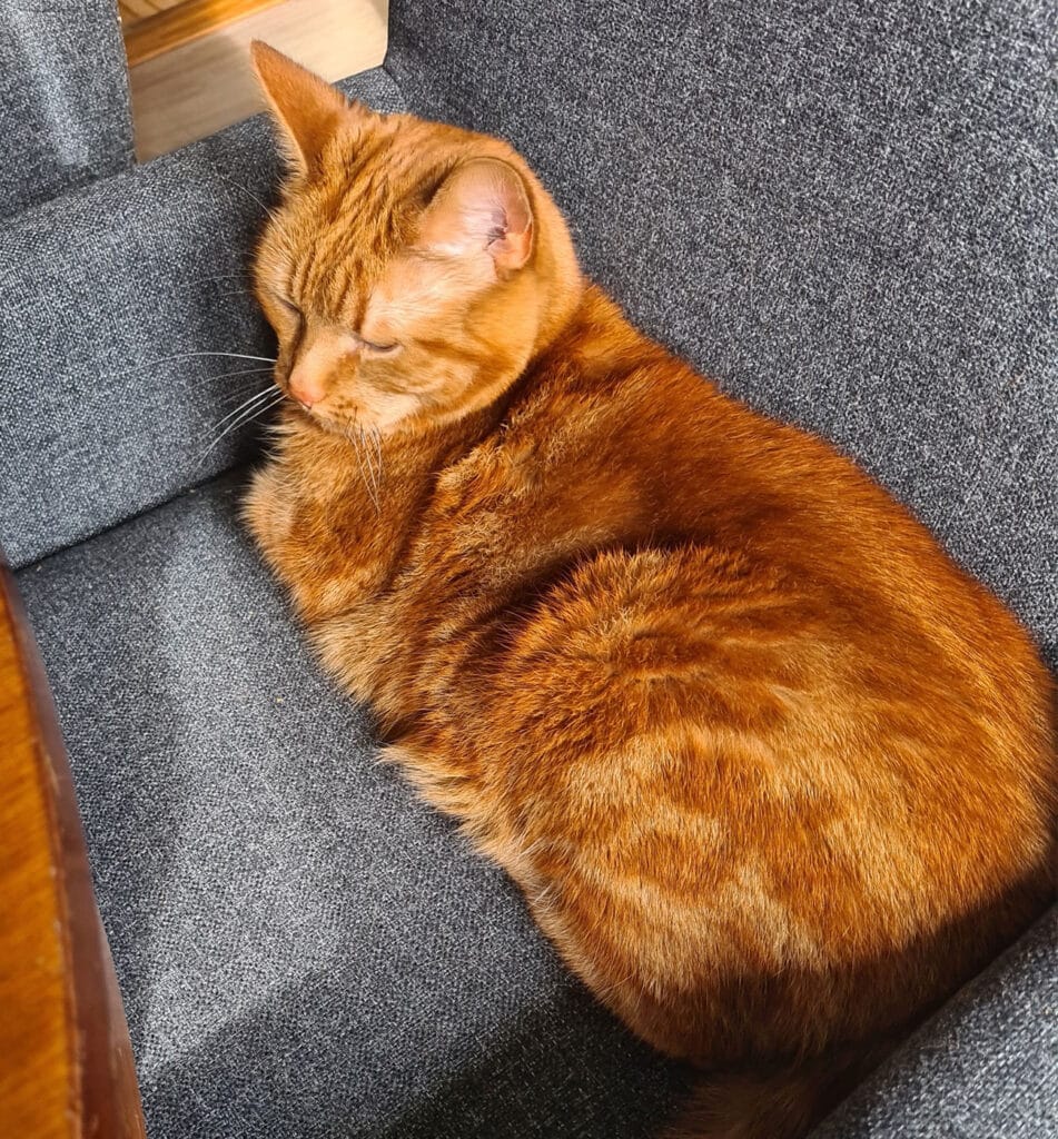 Katten Bagheera ligger i stolen