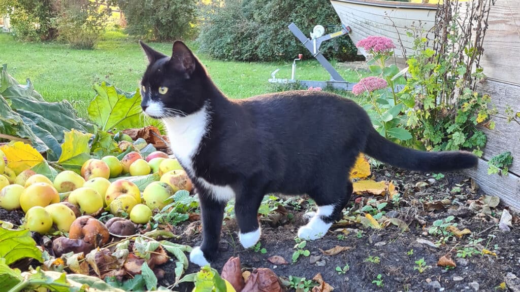 Katten Sotis spanar i trädgården