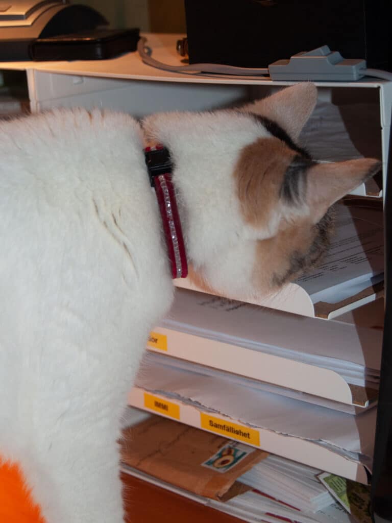 Katten Stina letar godis i brevkorgen