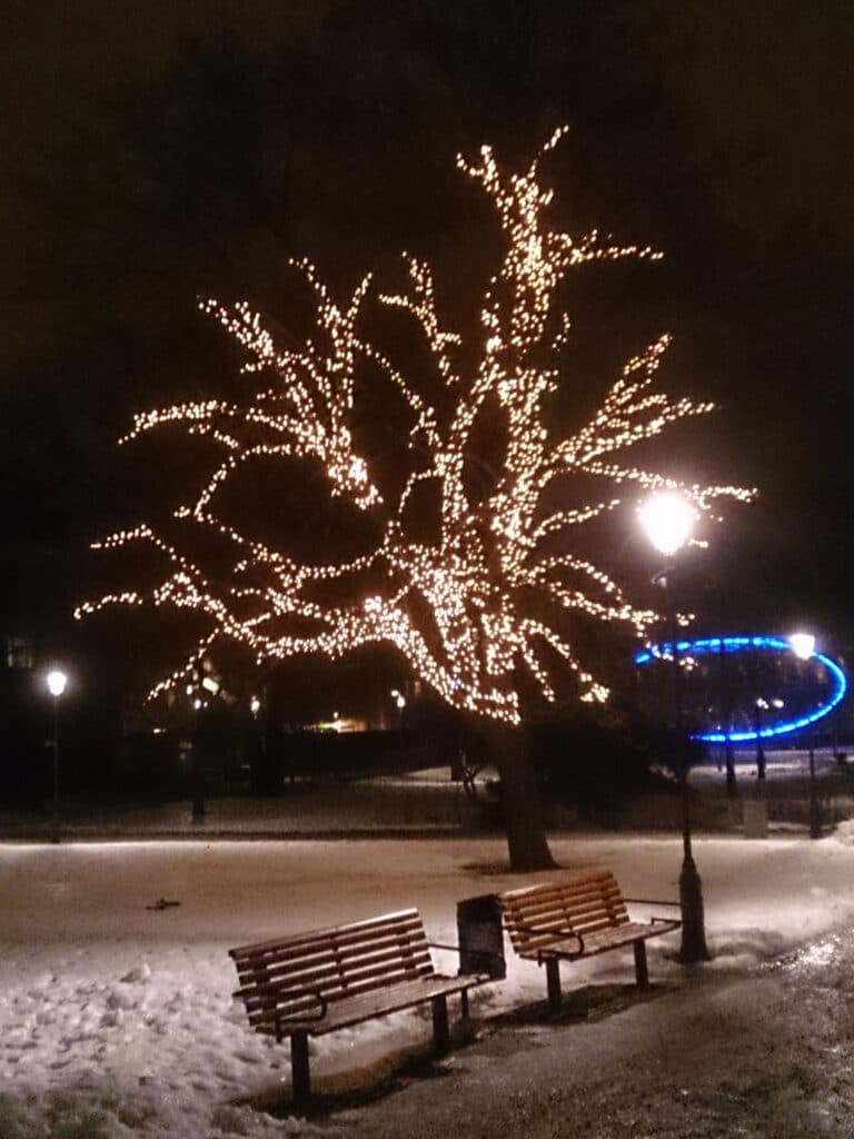 Belyst träd i Vasaparken Västerås