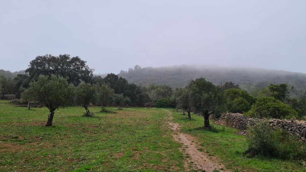 Olivlund i Portugal