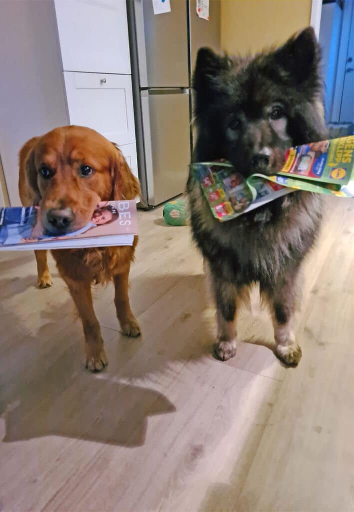 Hundarna Aksel och Shanti bär på reklam