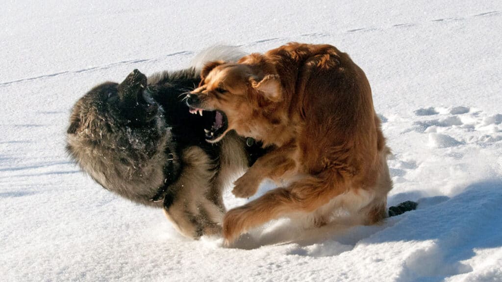 Shanti och Gösta busar i snön