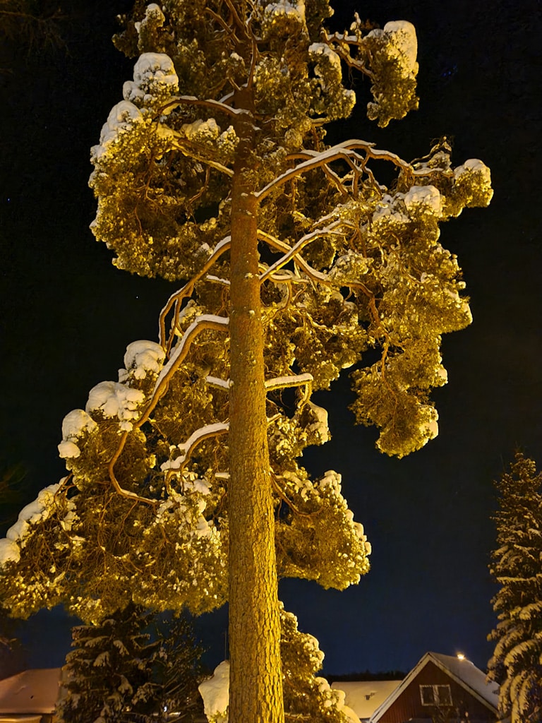 snokladd-tall Snöklädd tall ser ut som en skulptur