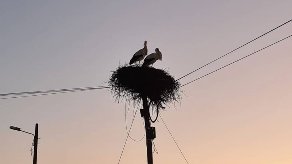Storkar i sitt bo i Silves