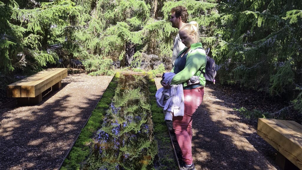 Skogstjärnen i Wijs skogsträdgård