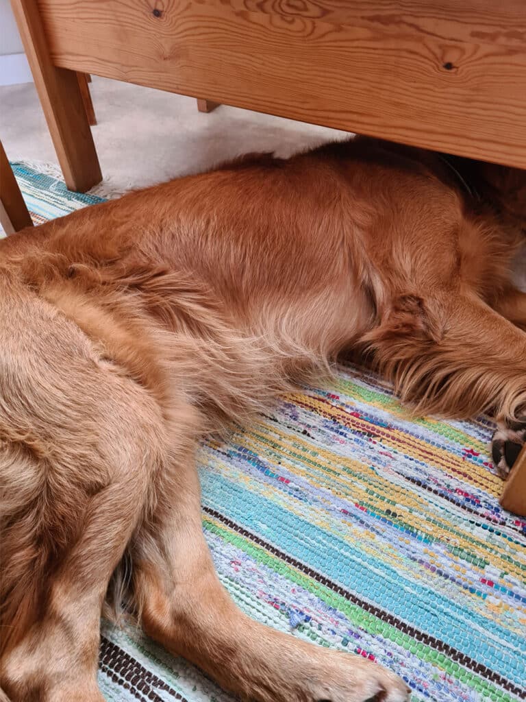 En trött Aksel sover under soffan